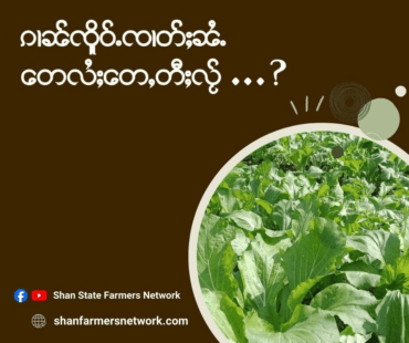 ၵေႃႁူမ်ႈသၢင်ႈ ၸဝ်ႈႁႆႈၸဝ်ႈၼႃးၸိုင်ႈတႆး signal 2026 02 15 080359 002